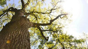 Krone einer alten Eiche