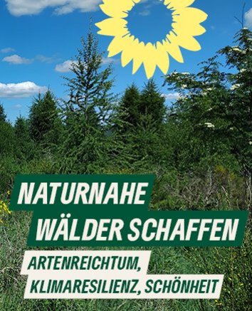 junger Mischwald