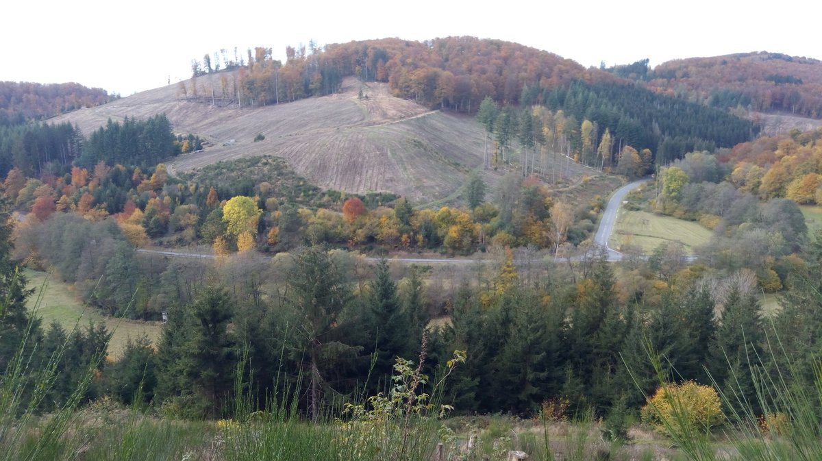 Beispiel für Verwüstung durch umweltschädigendem Waldbau.