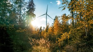 Windrad im Waldgebiet