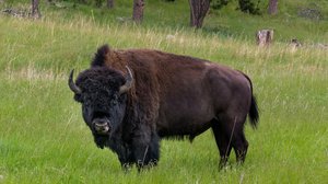 Wisent am Waldrand